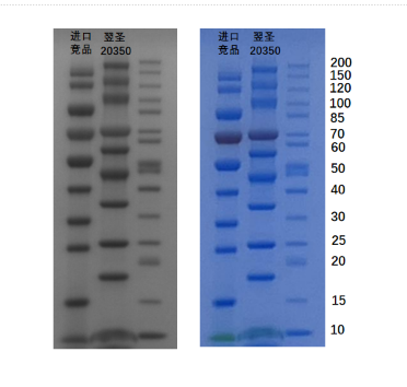 Goldband Marker Kda Goldband Color Regular Range Protein