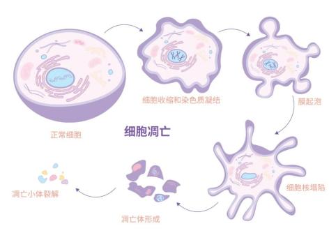 聚焦细胞凋亡，认识Annexin V的价值