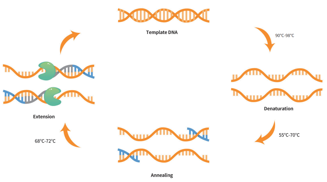干货！常用PCR技术及原理 - pcr技术及其应用试卷及答案 - 实验室设备网