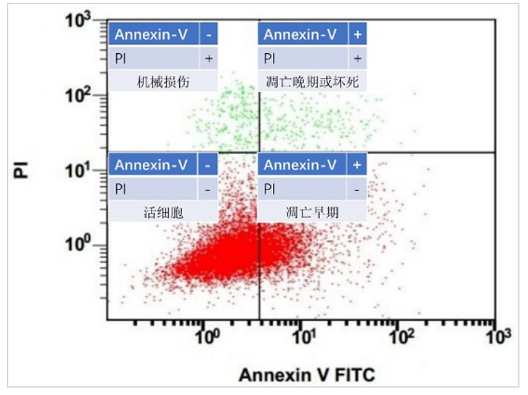 聚焦细胞凋亡，认识Annexin V的价值