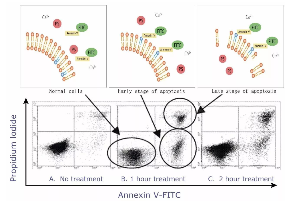 聚焦细胞凋亡，认识Annexin V的价值