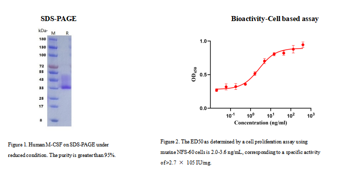 Human M CSF 重组人巨噬细胞集落刺激因子 人M CSF