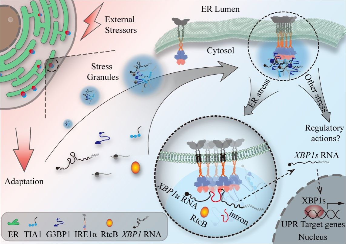 武漢大學(xué)劉勇團(tuán)隊(duì)揭示內(nèi)質(zhì)網(wǎng)應(yīng)激關(guān)鍵IRE1α與應(yīng)激顆粒共聚的細(xì)胞生物機(jī)制