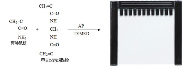 PAGE胶原理示意图