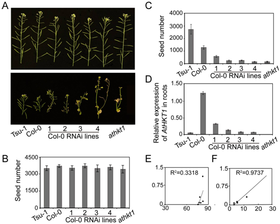 AtHKT1 contributes to salt tolerance in a linear manner