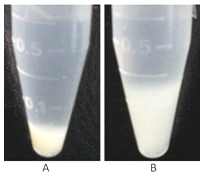 http://www.sinobiologicalcdn.com/SuperNuclease/1cell-lysate.png