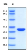 http://www.acrobiosystems.cn/images/sds/BEE-N3116.jpg