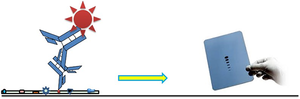 Western-blot-introduction.png