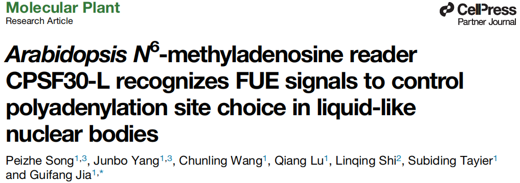 reader cpsf30-l recognizes fue signal to control polyadenylation