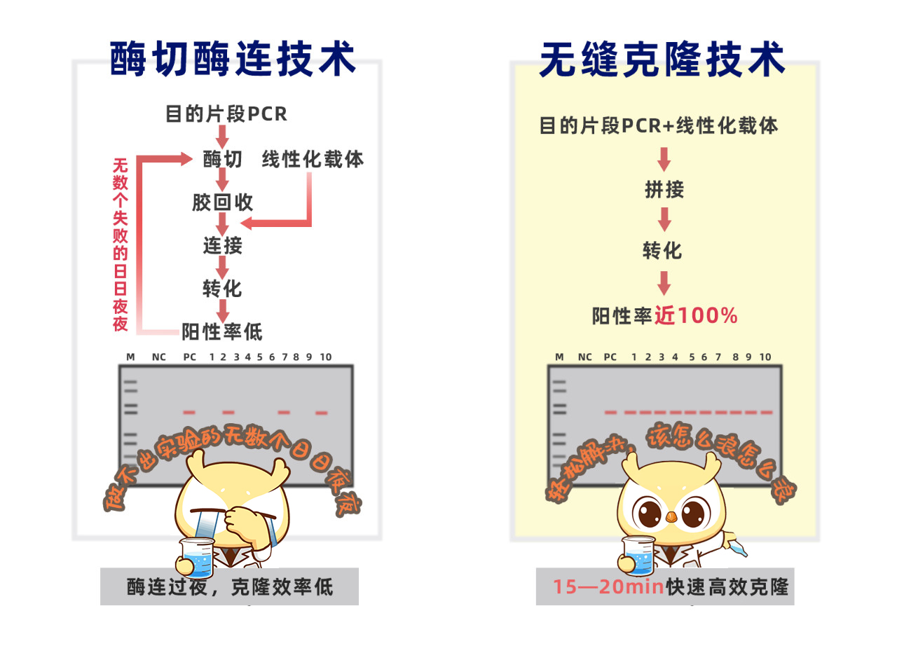 酶切酶连/无缝克隆流程图