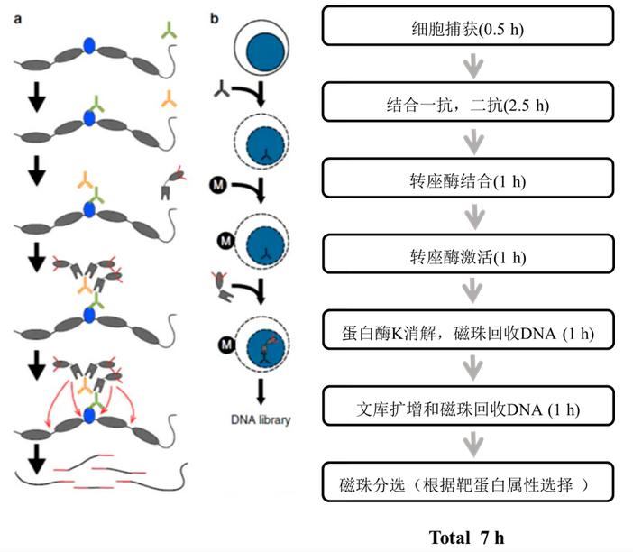 李4.jpg