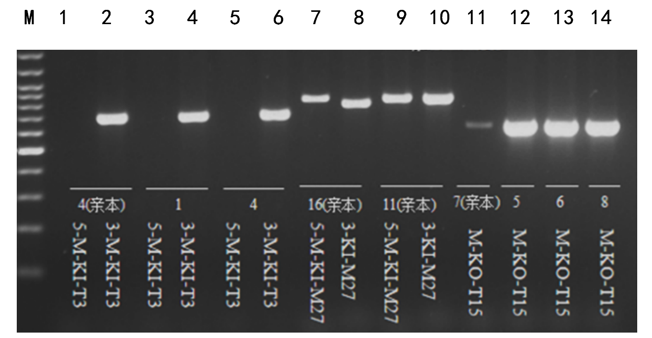 图片11..png