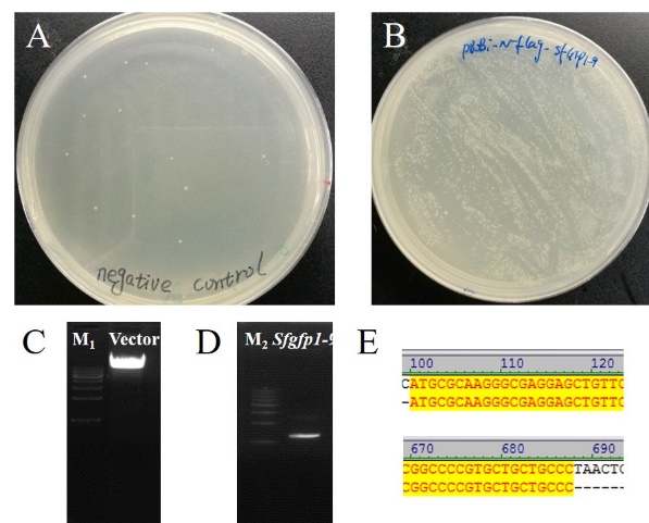 使用Hieff Clone® Plus One Step Cloning Kit(Cat#10911)进行克隆，阳性率100%。.jpg