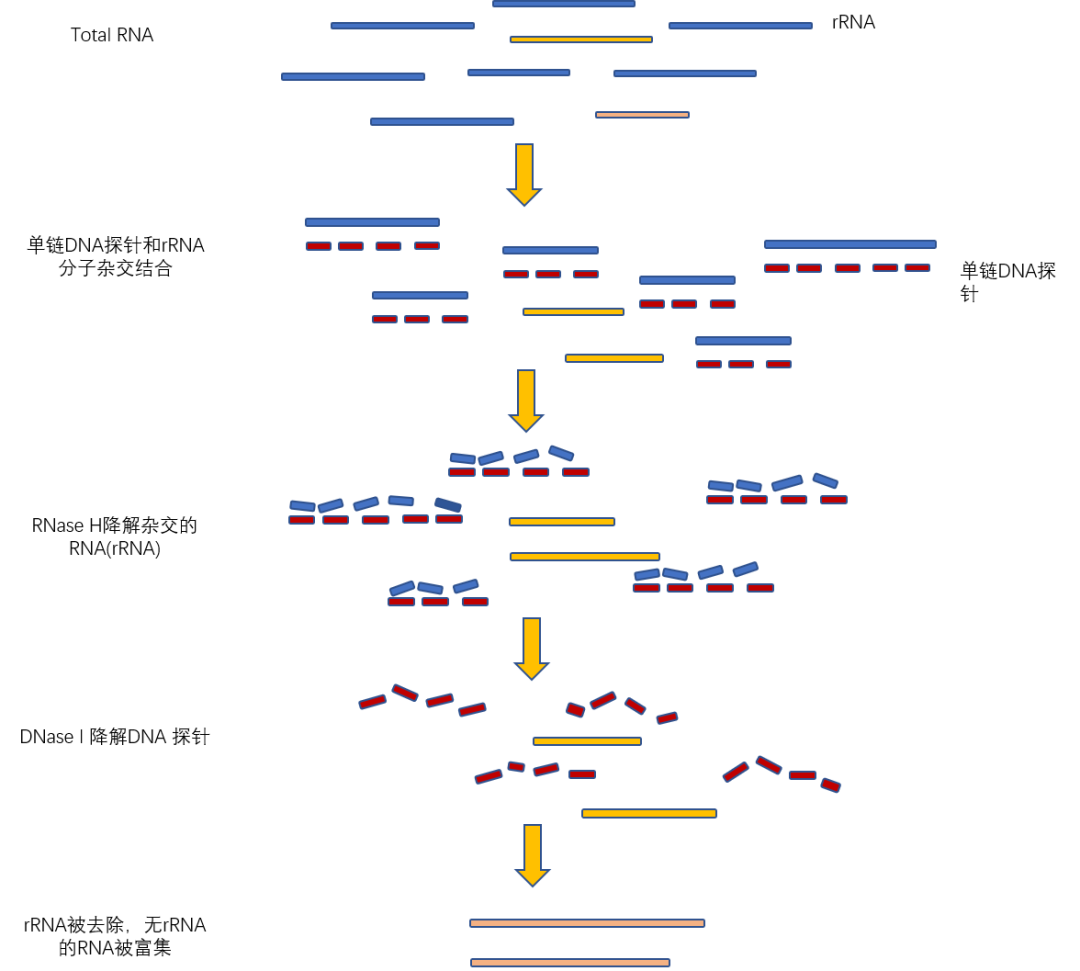 图2. rRNA去除（RNase H酶消化法）.png