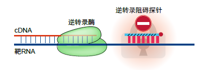 图3. 逆转录阻碍探针法去除rRNA原理示意图.png