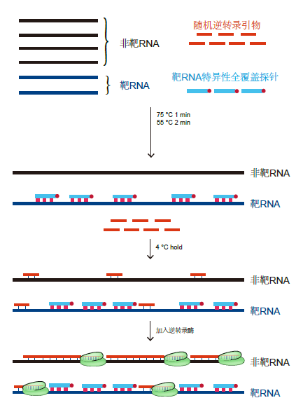 图4.逆转录阻碍探针法在NGS建库过程中快速去除靶RNA原理示意图（仅需3min）.png