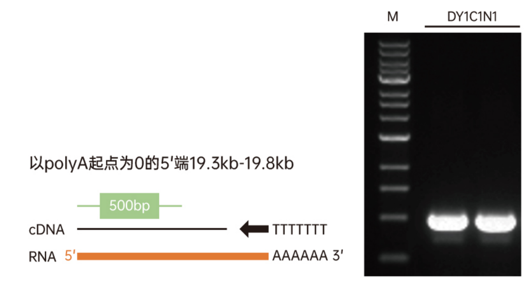 图4. 以500ng 293T细胞的总RNA为模板.png