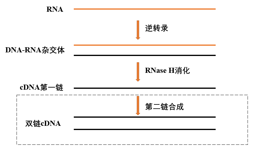 图1. 逆转录过程示意图.png