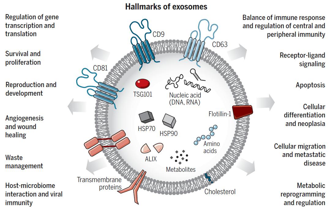 图4. 外泌体功能和特征[1].jpg