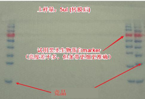 5.0 μL转膜图.jpg