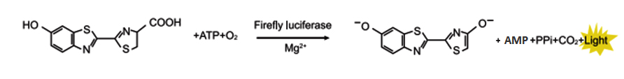 萤火虫荧光素酶.jpg