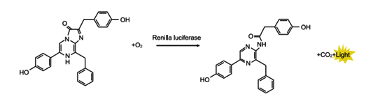 海肾荧光素酶.jpg