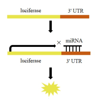 3'UTR-2.jpg