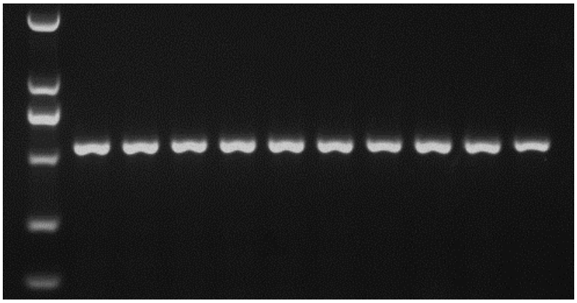 bp dna ladder和2000 dna marker,上样量分别为2,3,4,5 μl;电泳条件