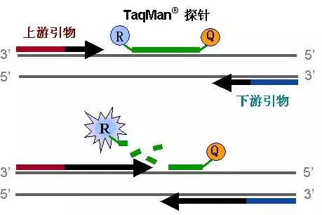 图.TaqMan水解探针作用机理图.jpg