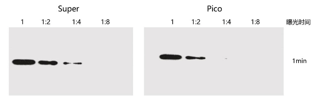 图4 Yeasen ECL超敏型底物Super与品牌T同级别底物Pico检测效果比对.jpg