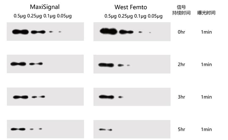 图5 Yeasen ECL最高灵敏度型底物MaxiSignal与其他品牌同级别底物West Femto检测效果比对.jpg