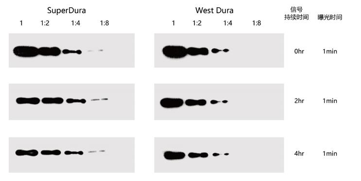 图6 Yeasen ECL持久型底物SuperDura与其他品牌同级别底物West Dura检测效果比对.jpg