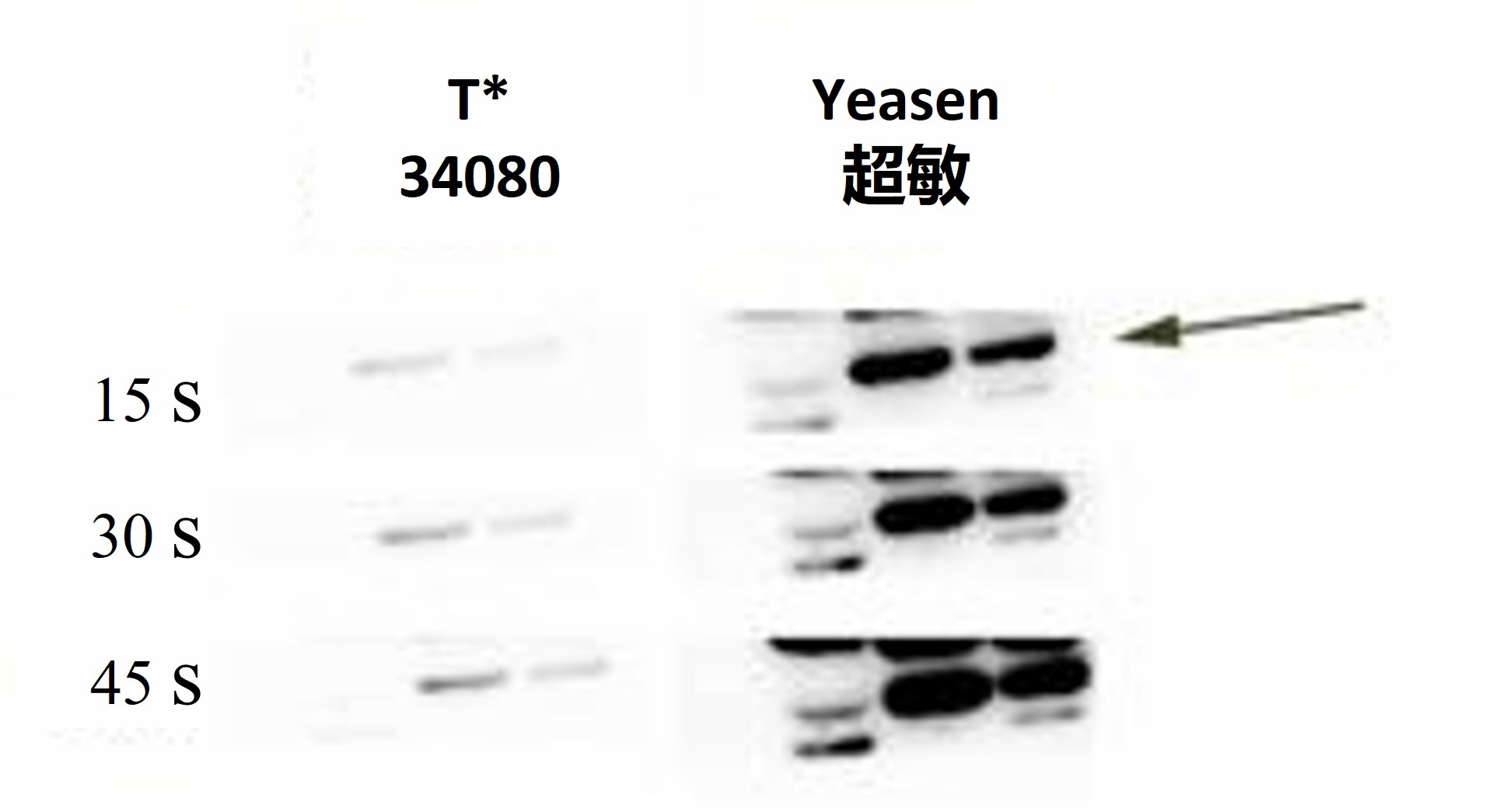 图8.Yeasen ECL超敏型底物Super相对品牌T同级别底物Pico，检测灵敏度更高，结果重现性更好.jpg