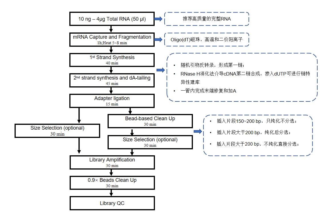 图1. mRNA建库试剂盒操作流程.jpg