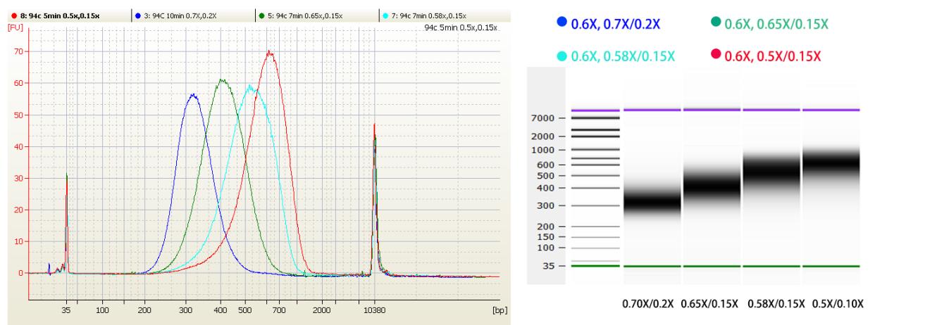 图3. 1ug 293 total RNA，在94°C，10 min、94°C，7min和94℃，5 min片段化后，根据表12推荐的磁珠比例得到的文库大小。.jpg