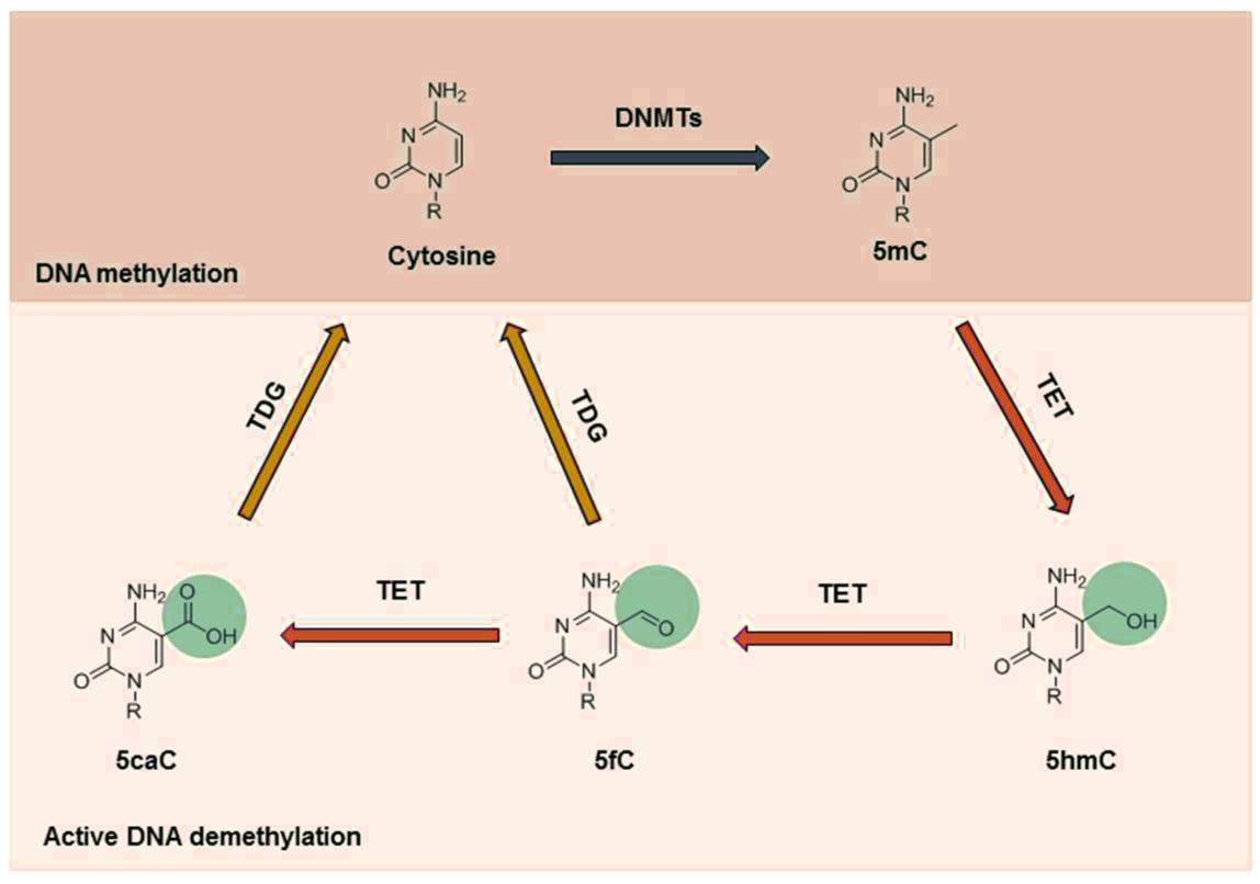 图2 DNA甲基化和去甲基化的过程（Kao et al., 2016；J. Clin. Med.）.jpg