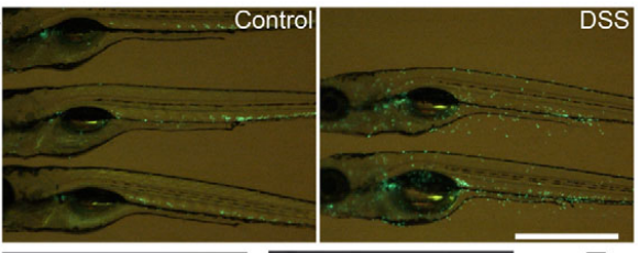 DSS导致斑马鱼肝脏产生炎症反应