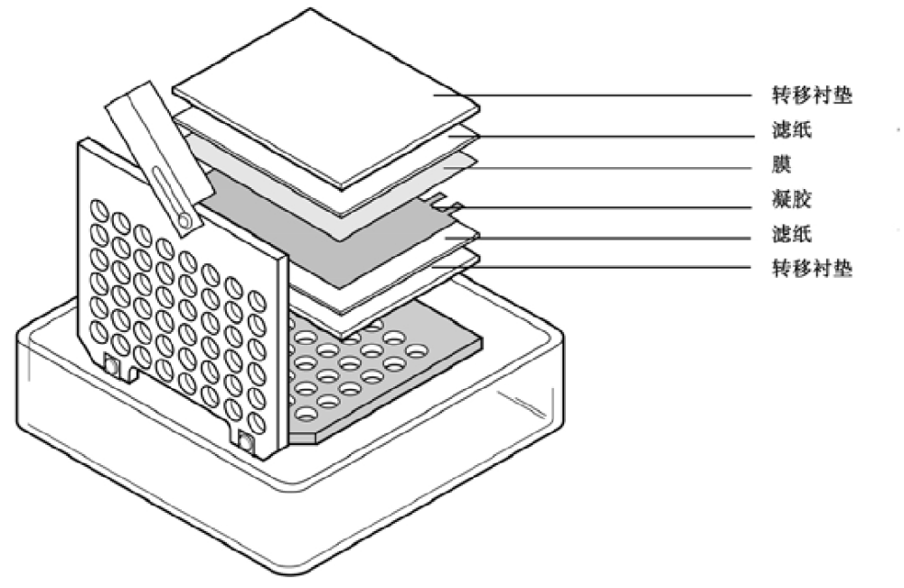 WPS图片-修改尺寸.png