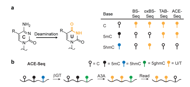 干货|DNA甲基化和DNA羟甲基化测序技术及5mC和5hmC测序方法
