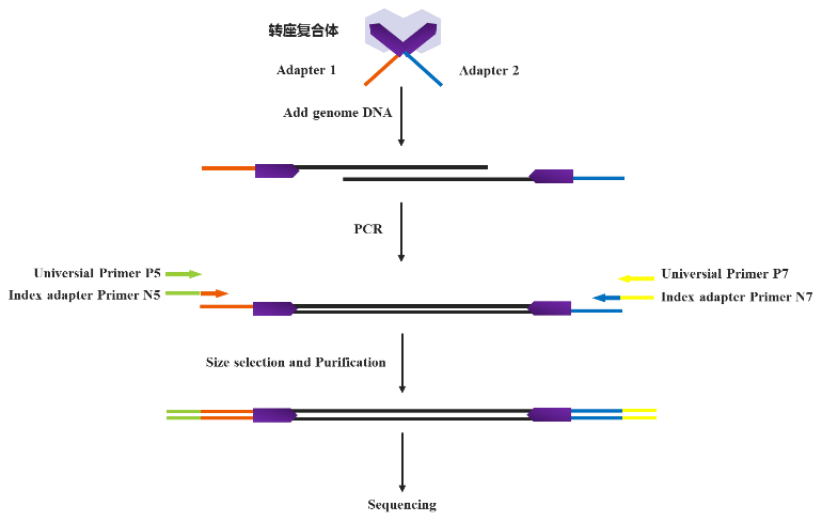 表观组学专题：ATAC-seq,你了解多少呢