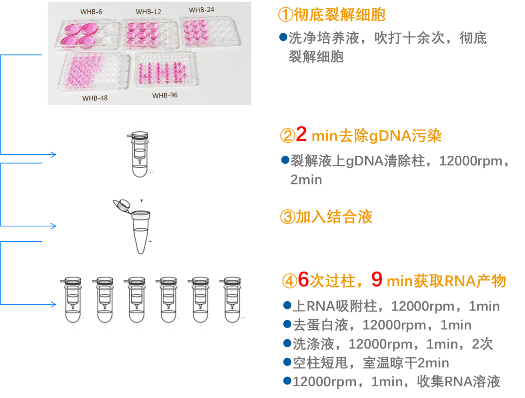 24孔板培养基图片