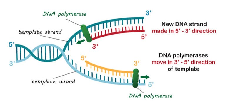DNA聚合酶作用原理