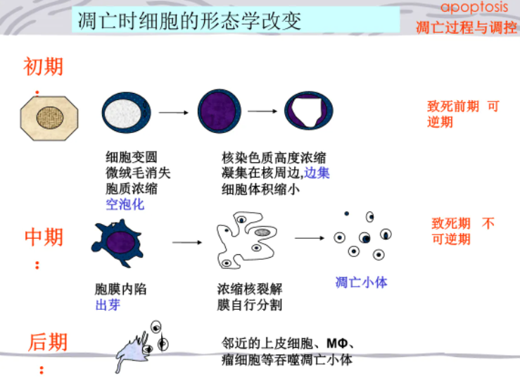 细胞凋亡过程图片