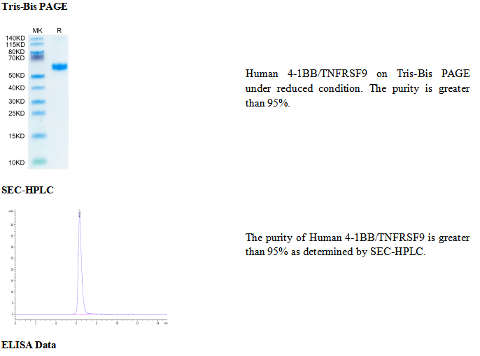  4 1BB TNFRSF9 hFc Avi Human 4 1BB TNFRSF9
